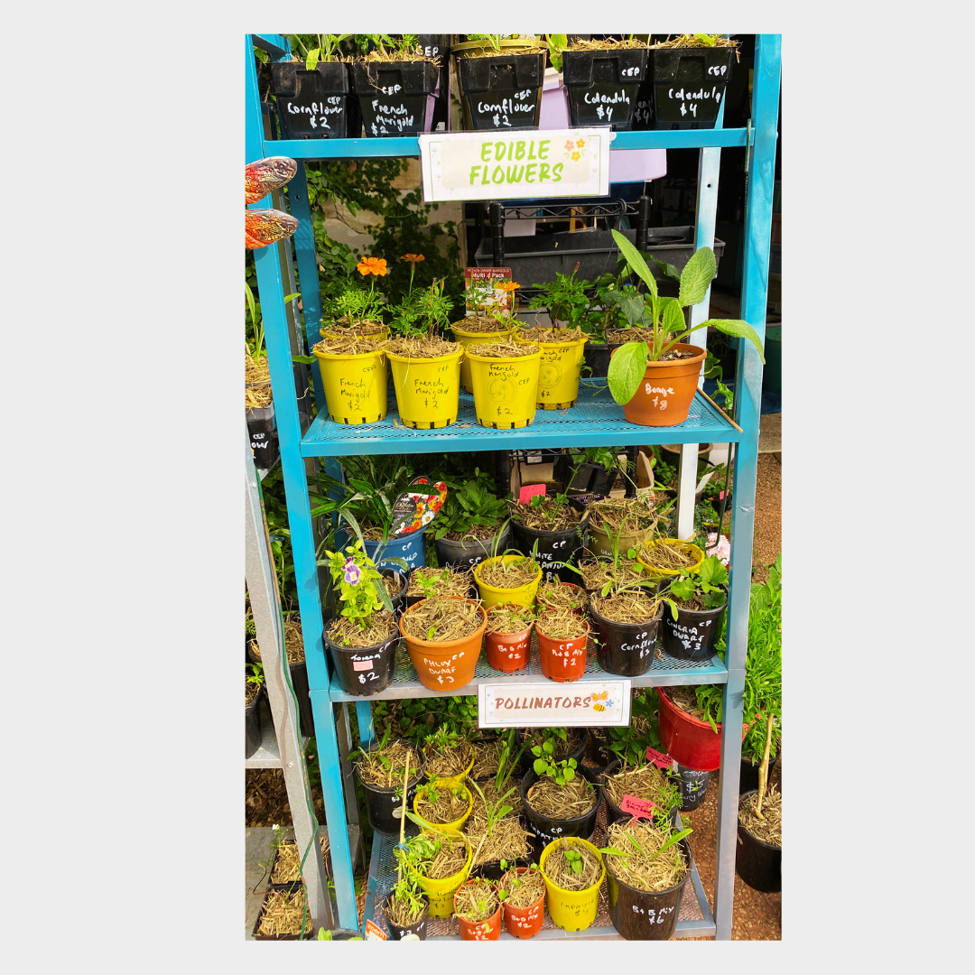 Dopamine & Dandelions nursery shelf with edible flowers, pollinator plants and affordable garden plants